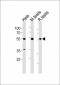 HDAC1 Antibody (Center S423)