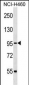 CUL2 Antibody (N-term)