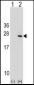 PTP4A1 Antibody (C-term)