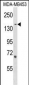 ARHGEF11 Antibody (Center)