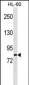 MSH5 Antibody (Center)