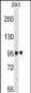 GRM7 Antibody (N-term)