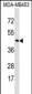 RHO Antibody (C-term)