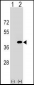 PPP1CC Antibody (C-term)