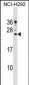 CAMP Antibody (C-term)