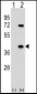 HNRNPA1 Antibody (C-term)