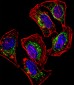 HEYL Antibody (N-term)