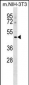 MSR1 Antibody (C-term)