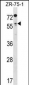 TCFL5 Antibody (C-term)