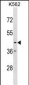 CX3CR1 Antibody (N-term)