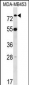 LDB3 Antibody (Center)