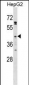 GPR120 Antibody (Center)