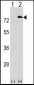 PAF1 Antibody (C-term)