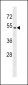 GPR171 Antibody (C-term)