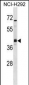 UTF1 Antibody (Center)