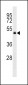 GNA13 Antibody (Center)