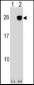 ULBP2 Antibody (Center)