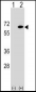 EYA2 Antibody (Center)