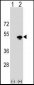 KRR1 Antibody (N-term)