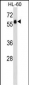 GPR97 Antibody (N-term)
