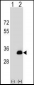 DOK5 Antibody (N-term)