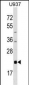 AKIRIN2 Antibody (C-term)