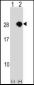 AKIRIN2 Antibody (C-term)