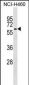 TRIM68 Antibody (C-term)