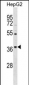 ORAI3 Antibody (N-term)