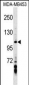 AXIN1 Antibody (Center)