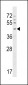 GPR63 Antibody (C-term)