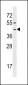 FPR1 Antibody (Center)