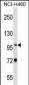 NVL Antibody (C-term)