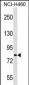 PJA2 Antibody (Center)