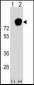 HNRNPR Antibody (N-term)