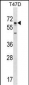 GBP5 Antibody (N-term)