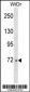 DDX4 Antibody (N-term)
