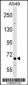 TNFRSF21 Antibody (Center)