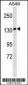 MYBPC1 Antibody (Center)