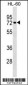 RHOT2 Antibody (Center)