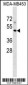 MR1 Antibody (C-term)