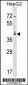 SOX7 Antibody (C-term)