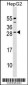 CABP4 Antibody (C-term)