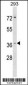 HYI Antibody (N-term)