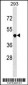 TNFRSF25 Antibody (Center)