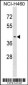 FEZ2 Antibody (N-term)