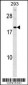 HDGFRP3 Antibody (Center)