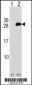 UBE2T Antibody (C-term)