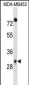 DAPP1 Antibody (C-term)