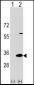 DAPP1 Antibody (C-term)